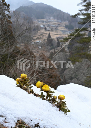福寿草3(徳島県三好市東祖谷中上~落合集落背景) 福寿草3(徳島県三好市東祖谷中上~落合集落背景) 123613113
