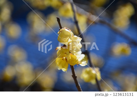 蝋梅5（香川県観音寺市大野原町五郷） 123613131