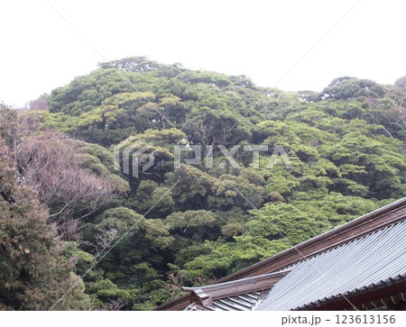 神社の展望台から見た雑木林 神社の展望台から見た雑木林 123613156