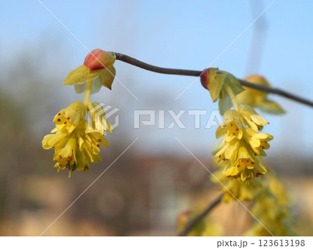 春空とトサミズキ（枝についた黄色い土佐水木の花とつぼみ） 123613198