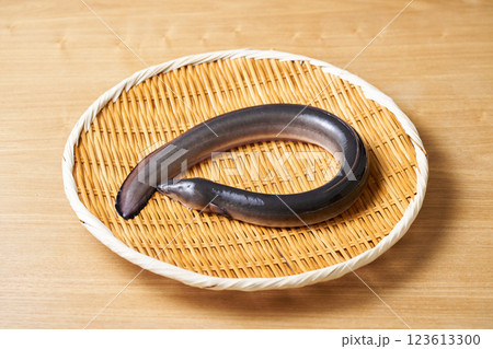 ザルに乗せた鰻 ザルに乗せた鰻 123613300