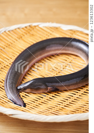 ザルに乗せた鰻 ザルに乗せた鰻 123613302