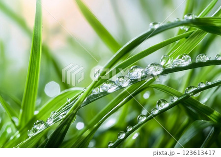 water drops on the green grass 123613417