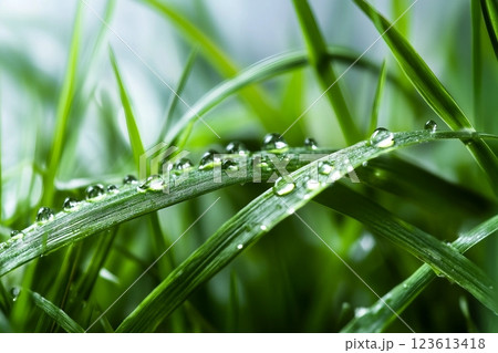 water drops on the green grass 123613418