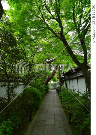 緑に囲まれた参道 妙心寺退蔵院 緑に囲まれた参道 妙心寺退蔵院 123613550