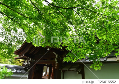 新緑の妙心寺退蔵院 123613552