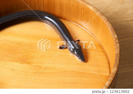 桶に入れた鰻 123613602