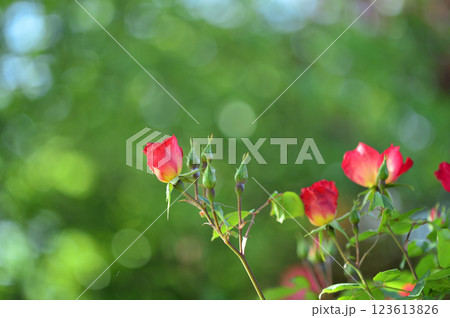 バラ園でみた花 123613826