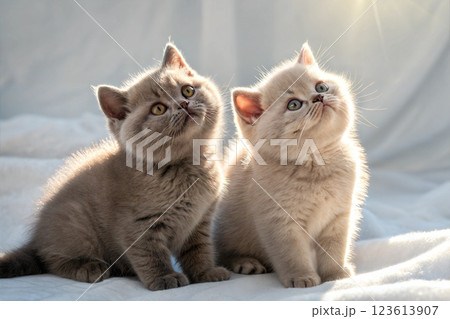 Two British shorthair kittens on white background. British shorthair kittens sitting in sunlight. Studio photo Two British shorthair kittens on white background. British shorthair kittens sitting in sunlight. Studio photo 123613907