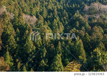 傾いた太陽に照らされる杉林 123614363