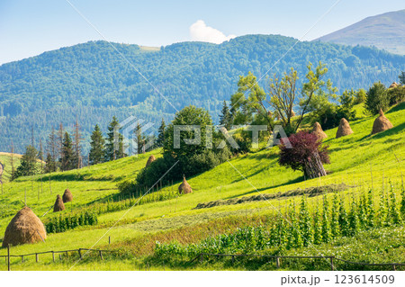 haystacks on the agricultural field near the forest. natural environment. rural landscape at the foot of the mountain in summer. beautiful countryside scenery in evening light. carpathian alps haystacks on the agricultural field near the forest. natural environment. rural landscape at the foot of the mountain in summer. beautiful countryside scenery in evening light. carpathian alps 123614509