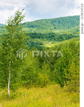 birch trees on the grassy hillside on a sunny day. mountainous landscape of transcarpathia in summer. clouds on the sky. countryside scenery in dappled light birch trees on the grassy hillside on a sunny day. mountainous landscape of transcarpathia in summer. clouds on the sky. countryside scenery in dappled light 123614510