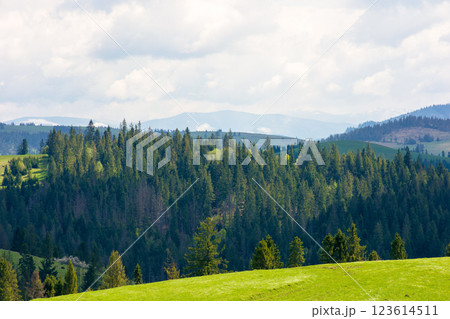 hillside of mountain range with coniferous forest and grassy meadow. outdoor adventure. sunny day in spring. beautiful view 123614511