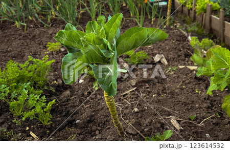A small green plant with a stem is growing in a garden 123614532
