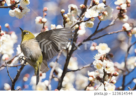 梅の密を求め飛翔するメジロ 123614544