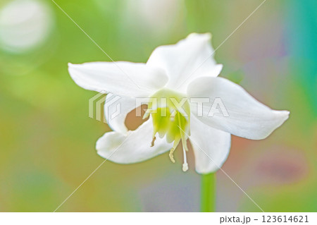 家の周りの草花 四季の色々 白い可憐な花びら 美しく清楚 アマゾンユリ 家の周りの草花 四季の色々 白い可憐な花びら 美しく清楚 アマゾンユリ 123614621