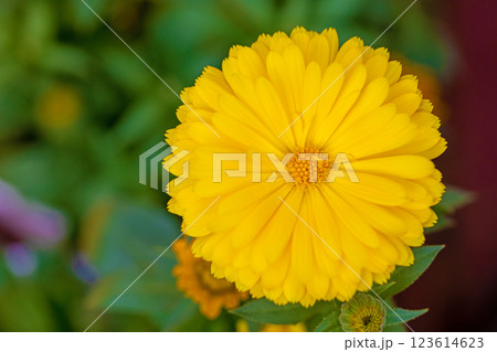 家の周りの草花　四季の色々　春から初夏　花壇に黄金色の美しいキンセンカの花が咲いています 123614623