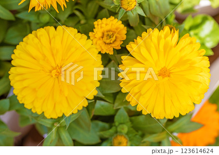 家の周りの草花　四季の色々　春から初夏　花壇に黄金色の美しいキンセンカの花が咲いています 123614624
