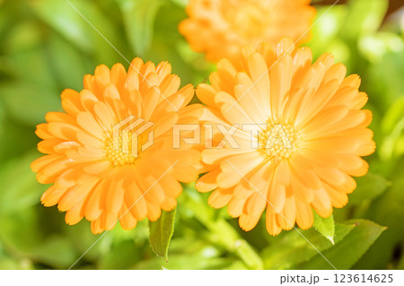 家の周りの草花　四季の色々　春から初夏　花壇に黄金色の美しいキンセンカの花が咲いています 123614625