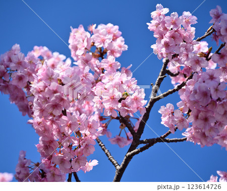 春イメージ（桜：河津桜）Spring season image 123614726