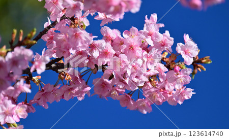 春イメージ（桜：河津桜）Spring season image 123614740