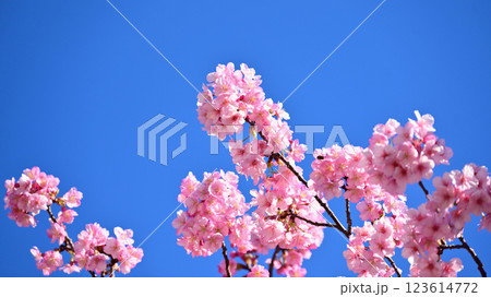 春イメージ（桜：河津桜）Spring season image 123614772