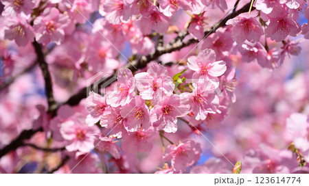 春イメージ（桜：河津桜）Spring season image 123614774