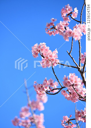 春イメージ(桜:河津桜)Spring season image 春イメージ(桜:河津桜)Spring season image 123614784