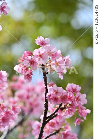 春イメージ（桜：河津桜）Spring season image 123614785