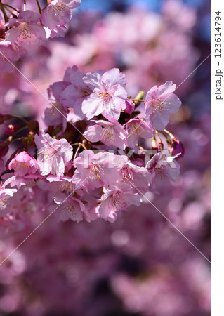 春イメージ（桜：河津桜）Spring season image 123614794