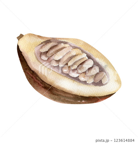 Cocoa beans floral watercolor illustration. Hand drawn botanical clipart of cocoa pod, tropical brown fruit painting for coffee packing, label, logo, cosmetics and menu design 123614884