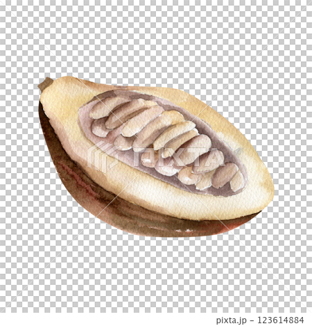 Cocoa beans floral watercolor illustration. Hand drawn botanical clipart of cocoa pod, tropical brown fruit painting for coffee packing, label, logo, cosmetics and menu design 123614884