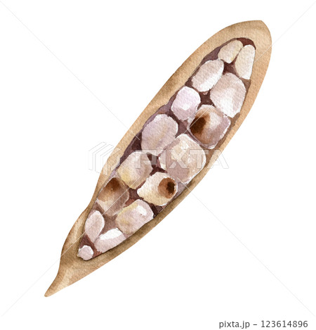 Cocoa opened ripe with fresh beans watercolor illustration. Hand drawn isolated brown tropical fruit clipart, cocoa pod object for menu, coffee bar, menu design Cocoa opened ripe with fresh beans watercolor illustration. Hand drawn isolated brown tropical fruit clipart, cocoa pod object for menu, coffee bar, menu design 123614896