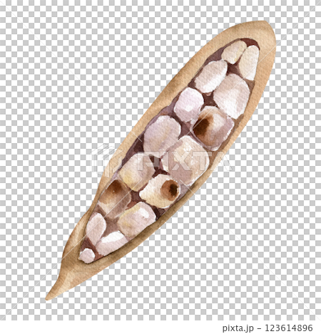 Cocoa opened ripe with fresh beans watercolor illustration. Hand drawn isolated brown tropical fruit clipart, cocoa pod object for menu, coffee bar, menu design Cocoa opened ripe with fresh beans watercolor illustration. Hand drawn isolated brown tropical fruit clipart, cocoa pod object for menu, coffee bar, menu design 123614896