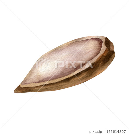 Cocoa empty dried pod watercolor illustration, Isolated tropical fruit element clipart, cocoa beans shell painting for label, logo, concept and web design 123614897