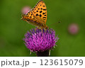 蝶のレストラン、アザミ 123615079