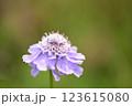 夏の終わりを告げるマツムシソウ 123615080