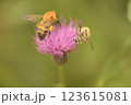 黄金色の花粉を抱えた蜂とアザミ 123615081