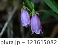 雨上がりのヤマホタルブクロ 123615082