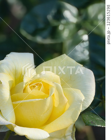 朝日を浴びる黄色いバラ 朝日を浴びる黄色いバラ 123615298