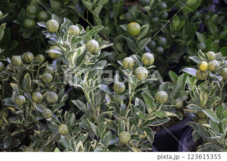 Spring flowers beautiful pot decorate in blossom show Spring flowers beautiful pot decorate in blossom show 123615355