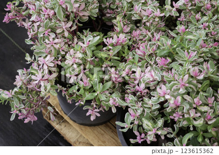 Spring flowers beautiful pot decorate in blossom show Spring flowers beautiful pot decorate in blossom show 123615362