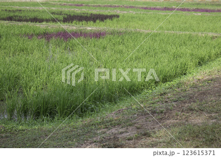 Spring flowers beautiful pot decorate in blossom show 123615371