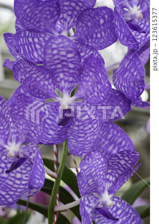 Spring flowers beautiful pot decorate in blossom show 123615377