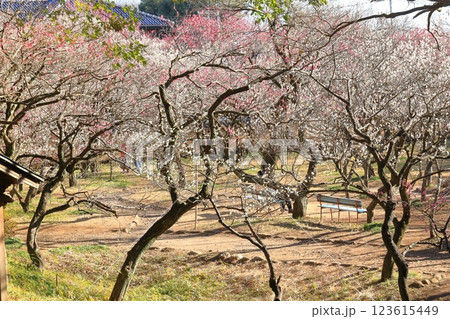 谷保天満宮梅林（東京都国立市） 123615449