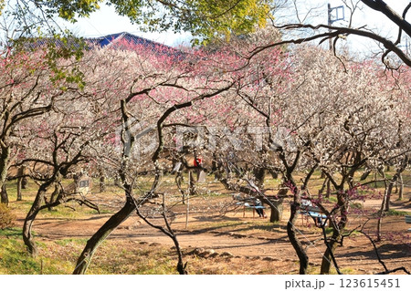 谷保天満宮梅林（東京都国立市） 123615451