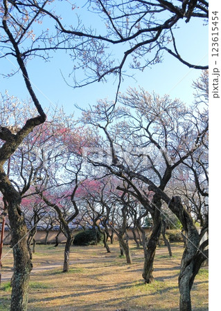谷保天満宮梅林(東京都国立市) 谷保天満宮梅林(東京都国立市) 123615454