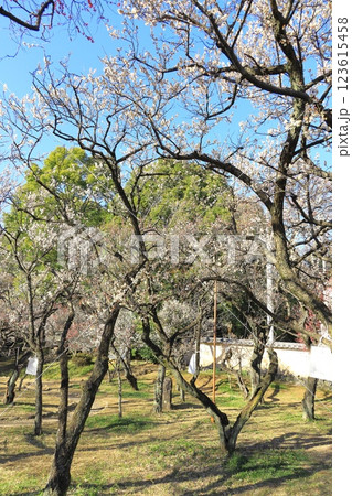 谷保天満宮梅林(東京都国立市) 谷保天満宮梅林(東京都国立市) 123615458