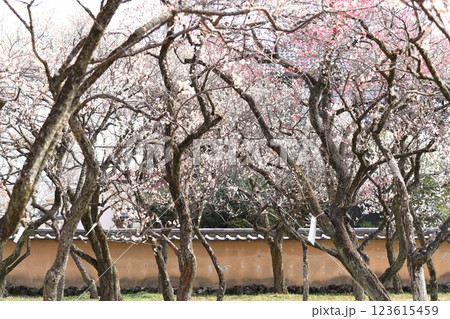 谷保天満宮梅林(東京都国立市) 谷保天満宮梅林(東京都国立市) 123615459