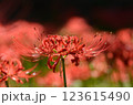 赤い彼岸花 123615490